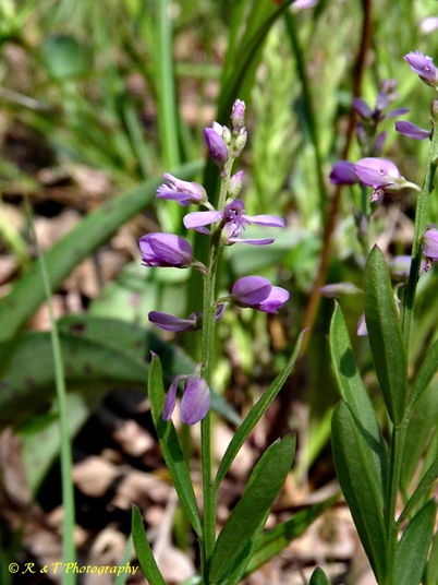 {Polygala polygama}
